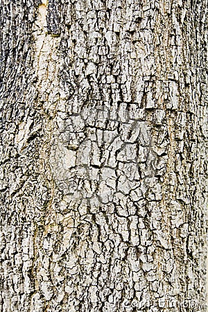 Old Wood. Seamless Tileable Texture. Stock Photo