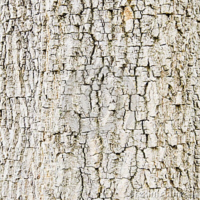 Old Wood. Seamless Tileable Texture. Stock Photo