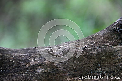 old wood snag and emmet. element of dried wood and ants. ant black on a log, formic acid Stock Photo