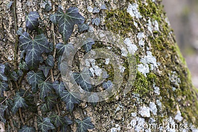 Old wood texture, background, detailed pattern, covered with ivy and moss. Stock Photo