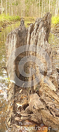 Old wood texture photo, suitable for background Stock Photo