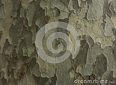 Old Wood Tree Texture Background Pattern. Horizontal photo of a tree bark texture. Creative texture of an old oak bark Stock Photo