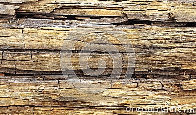 Old wood trunk on beach Stock Photo