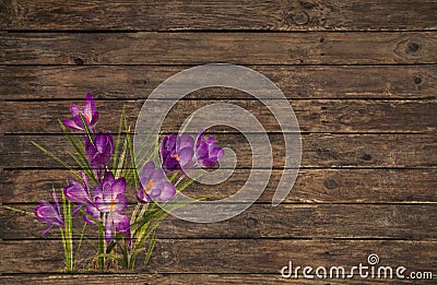 Old wooden background with a violet or purple crocus grunged Stock Photo