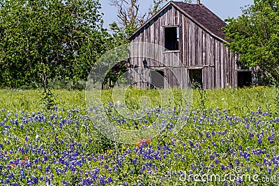 Old Wooden Barn in a Texas Field of Wildflowers Stock Photo