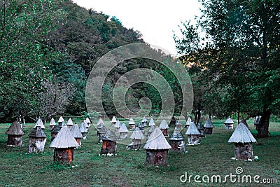 Old wooden bee hives of cylindrical shape in triangular roofs and caps stand among trees in green forest in mountains, Abkhazia Stock Photo