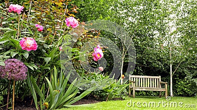 Garden bench under birch trees, flowering pink peony Stock Photo