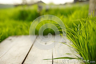 Old wooden board with fresh green grass around in a sunny spring field Stock Photo