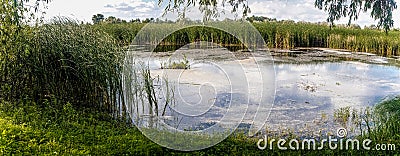 Old wooden boats on the shore of a marshy river. Rustic landscape of Louisiana, USA Stock Photo