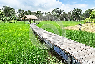 Old wooden curve walkway bridge crossing rice field to old bamboo hut Stock Photo