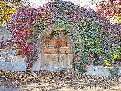 Wooden door covered with autumn vine Stock Photo