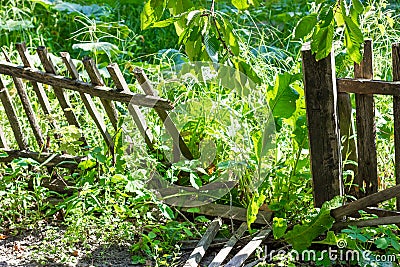 Old wooden fence. Hole in the fence. Broken fence. Stock Photo