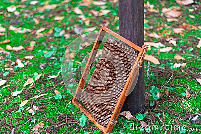 Old wooden frames with honeycombs. The product of the life of the bees, is produced in the apiary Stock Photo