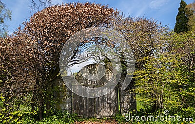 Old wooden garden gate in a book hedge, romantic garden design, Stock Photo