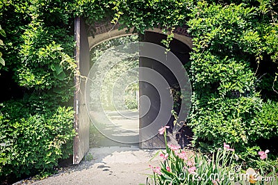 Old wooden gate with lianas Stock Photo