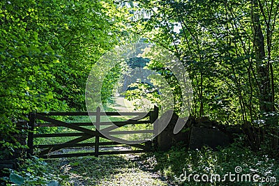 Old wooden gate in a lush greenery Stock Photo