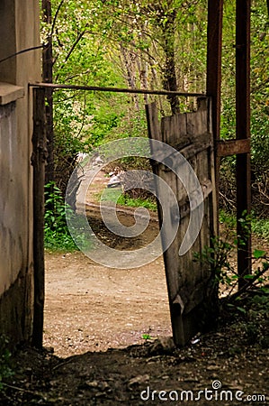 Old wooden gate in village. Forest background Stock Photo