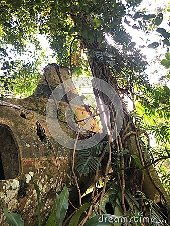 Old wooden house in Atherton Tableland with a long tree in Queensland, Australia Stock Photo