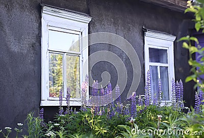 The old wooden house and garden plants in the village Stock Photo