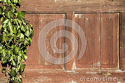Old wooden paneling with green vine, cracked wooden board Stock Photo