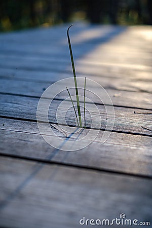 old wooden plank in nature with grass bents Stock Photo