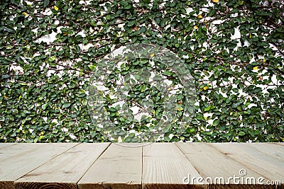 Old wooden planks or wooden floor with concrete wall and ornamental plants. Stock Photo