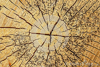 Old wooden round background light beige cracked many dashes weathered rustic base design geometric pattern Stock Photo