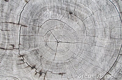 Old wooden tree cutting trunk backgrounds,natural tree ring cut stump wooden texture and timber patterns. Stock Photo