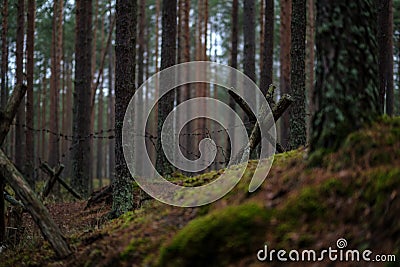 old wooden trenshes in Latvia. reconstruction of first world war Stock Photo