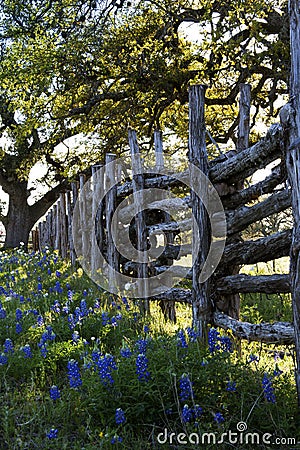 Old Wooden Fence and Bluebonnets on Willow City Loop Road, Texas Stock Photo