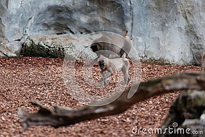 Old World Monkey, family of Primates known taxonomically as the Cercopithecidae Stock Photo