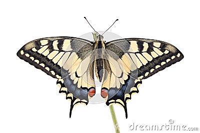 Old World Swallowtail Papilio machaon butterfly perched on a twig all on a white background Stock Photo