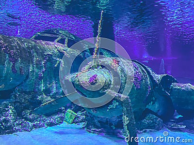 An old, wrecked plane sank underwater due to the crash. the propeller plane was overgrown with moss and corroded. an old plane Editorial Stock Photo