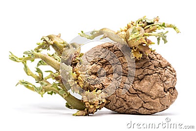 Old wrinckled Potato with green sproutsOld wrinkled Potato with green sprouts on white background Stock Photo