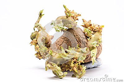 Old wrinckled Potato with green sproutsOld wrinkled Potato with green sprouts on white background Stock Photo