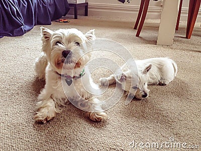 Old and young: senior west highland terrier dog with westie puppy indoors in house with carpet Stock Photo