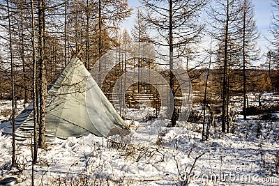 Old yurt of Mongolian and reindeer in winter forest, sunny day Stock Photo