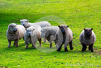 Olde English Babydoll Southdown unsheared hornless sheep on green grass meadow. The breed is small-framed sheep with short legs Stock Photo