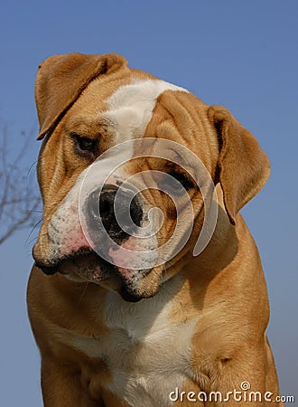 Olde english bulldog Stock Photo