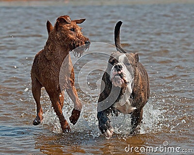 Olde English Bulldog and the Irish Terrier playing Stock Photo