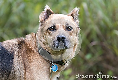 Shepherd mix dog with collar and rabies ID tags Stock Photo
