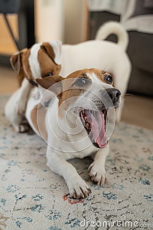 Older one tired lying on the floor yawing the young one back gnawing playing Stock Photo