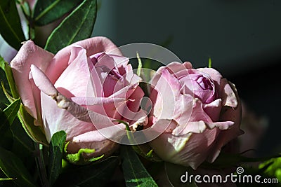 older pink roses on a dark background Stock Photo