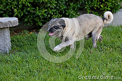 Older pug walks on grass Stock Photo