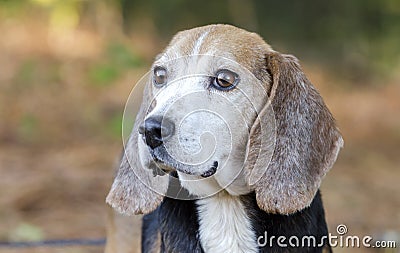 Senior Beagle rabbit hunting dog Stock Photo