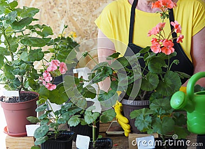 The older woman cares for, watering and replanting different varieties of the houseplant pelargonium Stock Photo