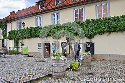 Oldest grape plant in Europe, as promoted in Maribor, Slovenia. Editorial Stock Photo