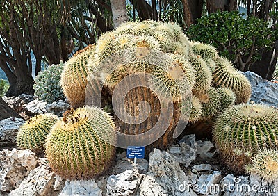 Oldest and unique in Europe Echinocactus grusonii Stock Photo