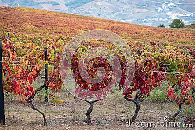 Oldest wine region in world Douro valley in Portugal, colorful very old grape vines growing on terraced vineyards, production of Stock Photo
