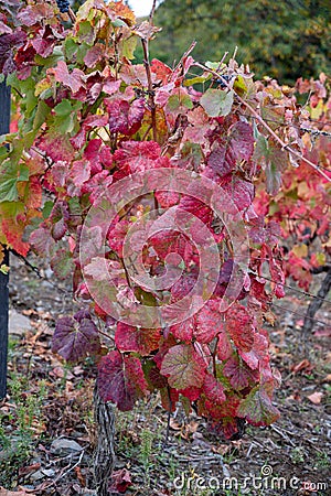 Oldest wine region in world Douro valley in Portugal, colorful very old grape vines growing on terraced vineyards, production of Stock Photo